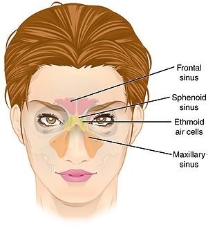 Sinuses in skull illustration - wikimedia